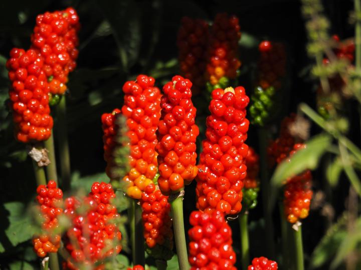 poisonous jack in the pulpit berries